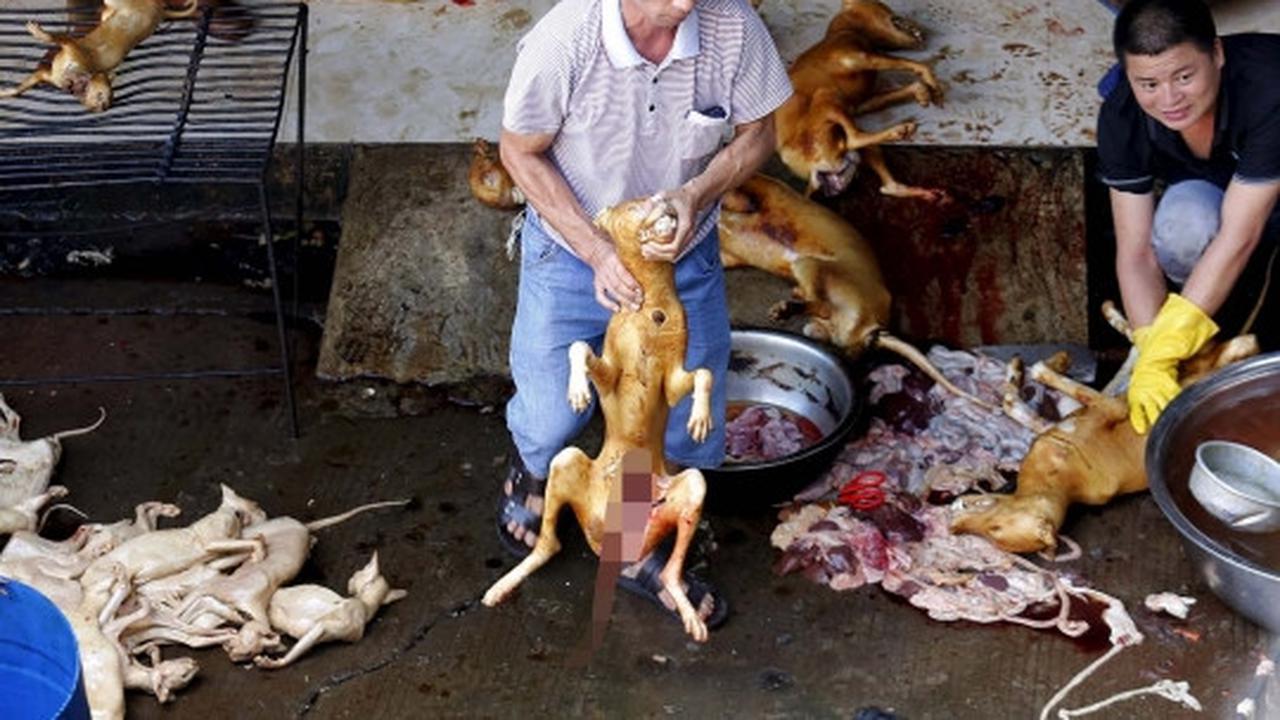 Sadis, ribuan anjing & kucing dibantai untuk dikonsumsi di China