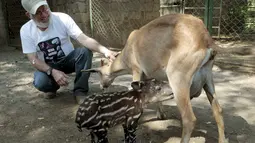 Momen unik di Kebun Binatang Nasional Managua, Nikaragua, Kamis (14/4). Seekor anak Tapir menyusu pada seekor kambing.(Reuters/ Oswaldo Rivas)