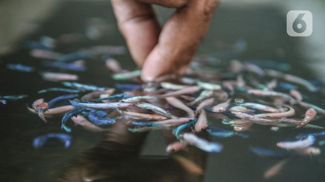 Bisnis Ikan Cupang Hias di Kala Pandemi