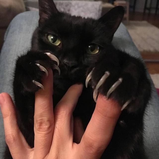 kucing berwajah galak