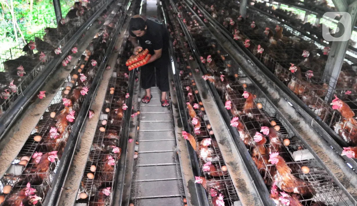 Pekerja memanen telur ayam di salah satu peternakan kawasan Pengasinan, Bogor, Selasa (28/12/2021). Menurut peternak setempat, dua hari terakhir harga telur ayam ras di tingkat peternak mulai mengalami penurunan dari Rp30 ribu menjadi Rp28 per kilogram. (merdeka.com/Arie Basuki)