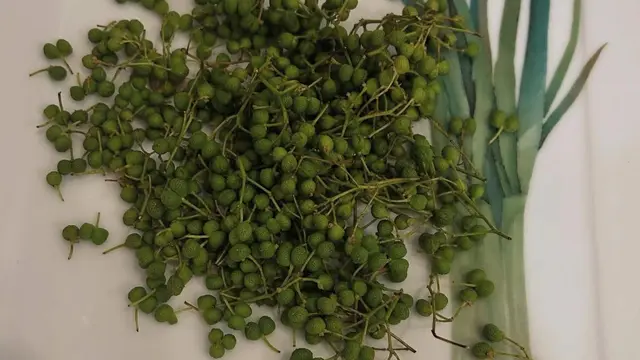 Sansho Pepper atau lada sansho bumbu untuk masakan Jepang