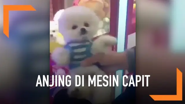 Sebuah video baru-baru ini memicu kemarahan di media sosial Twitter. Video berisi beberapa ekor anjing kecil yang masih hidup dijadikan sebuah hadiah dalam mesin capit.