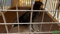 Pajang Burung Dilindungi Ilegal di Kawasan Wisata Pantai, Pemilik Terancam 15 Tahun Penjara