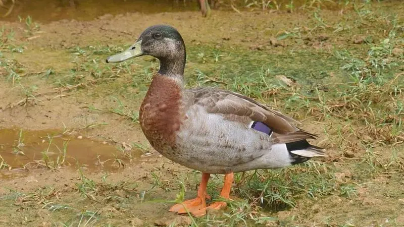 Trevor, bebek paling kesepian di dunia yang ditemukan seorang diri di tengah Samudera Pasifik (AFP)