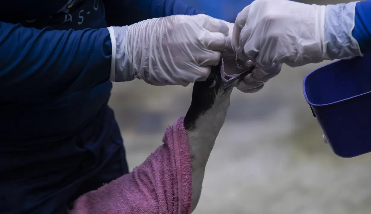 Dua burung liar yang terinfeksi virus flu burung yang sangat patogen (HPAI) diidentifikasi di pantai negara bagian Espírito Santo. (AP Photo/Bruna Prado)