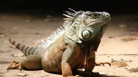 Ilustrasi iguana (Pixabay)