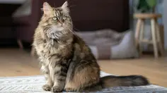 5 Kucing Jumbo yang Cocok Dipelihara di Rumah