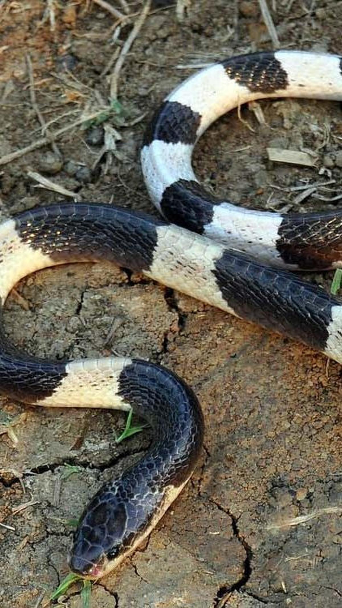 <b>8. Ular Weling (Bungarus Candidus)</b>