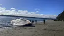Penduduk kota Ancud, di pulau Chiloe, pertama kali melihat mamalia laut raksasa itu pada Sabtu di pantai samudera Pasifik, sekitar 1.000 kilometer (620 mil) di sebelah selatan ibu kota Santiago. (CLAUDIO KOMPATZKI / DEFENDAMOS CHILOE / AFP)