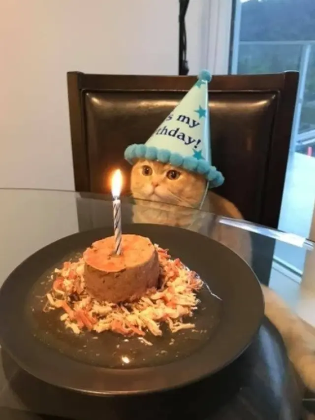 potret kocak kucing ulang tahun