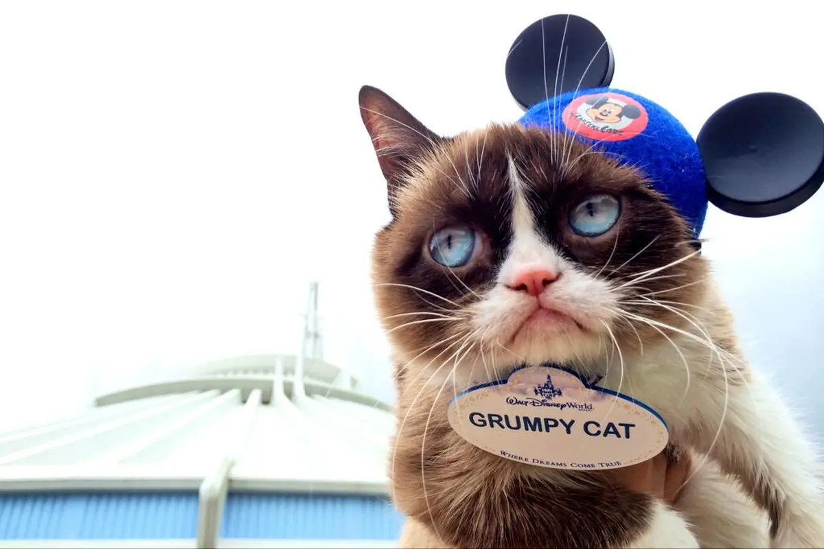 15 Inspirasi Nama Kucing Peliharaan Diambil dari Kartun Disney