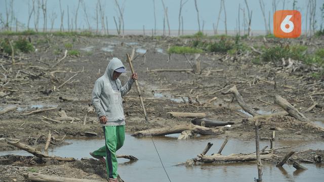 Mencari Ikan di Kawasan Mangrove yang Terdegradasi