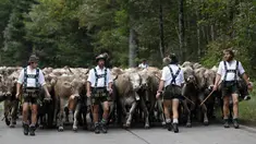 Penggembala Bavaria menggiring hewan ternak mereka di pegunungan dekat Oberstdorf, Jerman, Kamis (13/9). Memasuki musim gugur, penggembala Bavaria akan memindahkan hewan ternak mereka untuk mendapatkan rumput di lembah. (AP Photo/Matthias Schrader)