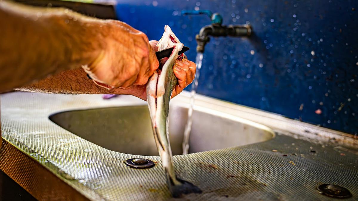 Ikan