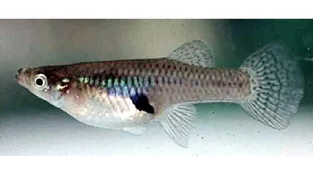 Mosquitofish