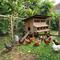 Kandang Umbaran Mini di Pekarangan/ Desain Kandang Ayam Minimalis di Lahan Sempit Belakang Rumah tapi Tetap Sehat (Sumber: gemini.com)