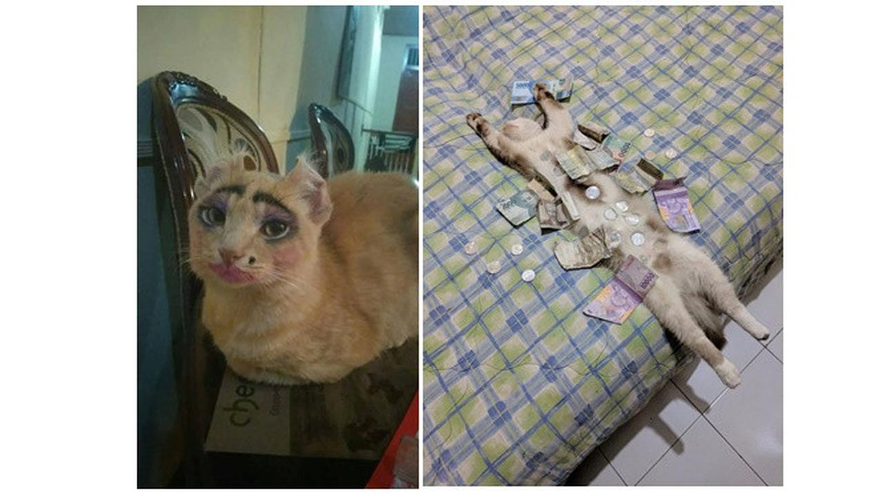 Kucing lucu (Sumber: Twitter/@twitkocheng)