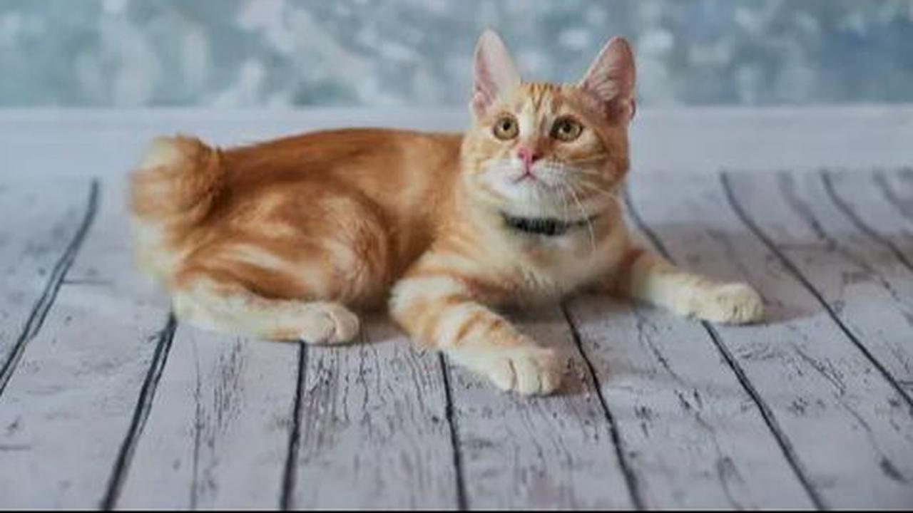 1. Menghindari Berkembangbiak: Kucing jantan mungkin mencari kucing betina, namun, jika mereka tidak ingin berkembangbiak, mereka bisa kembali pulang.