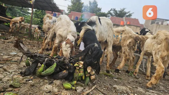 Ilustrasi Hewan Kurban, Idul Adha, Daging Kurban, Kambing (Foto: Aditya Eka Prawira/Liputan6.com)