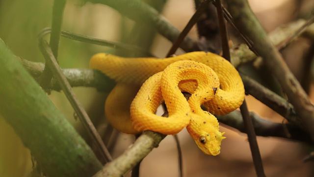 Eyelash Viper