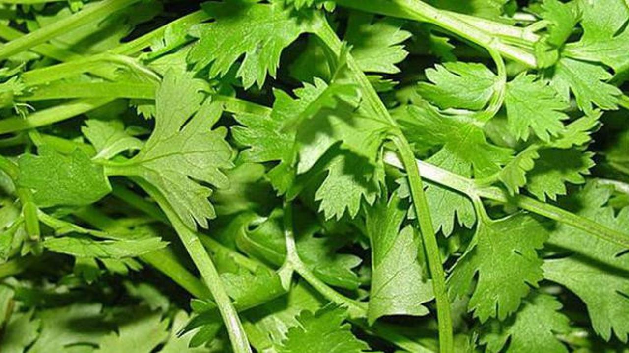 7 Jenis Tanaman Dapur yang Bisa Ditanam di Pot Gantung, Praktis dan Estetis
