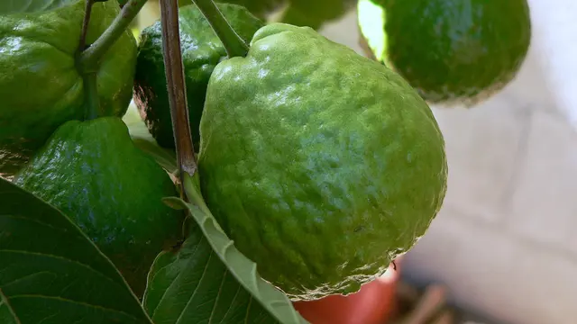 Jambu Biji