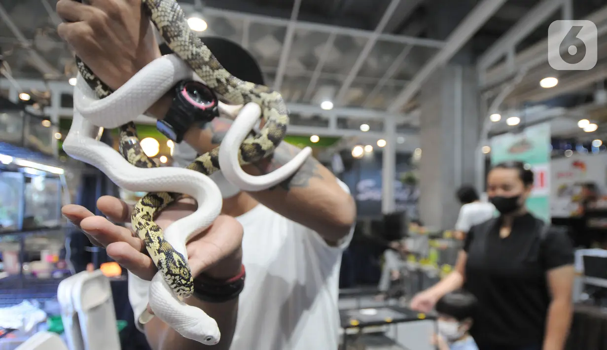 Penggiat hewan eksotis menunjukkan ular impor asal Amerika Selatan dalam acara Exotic Pet Garden di Mall Alam Sutera, Tangerang Selatan, Selasa (16/11/2021). Beragam jenis binatang peliharaan dijual dengan harga antara Rp 100 ribu hingga ratusan juta rupiah. (merdeka.com/Arie Basuki)