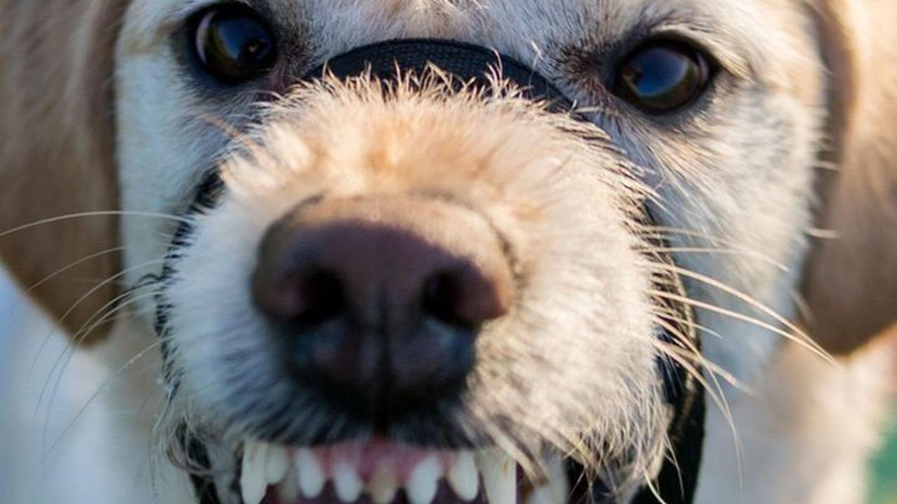 Anjing pada Vampir dan Rabies