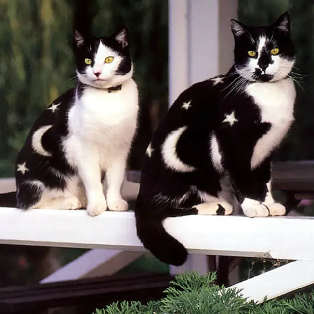 Why Paint Cats