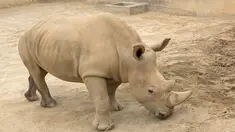 Badak putih selatan betina, Victoria beraktivitas di Taman Safari Kebun Binatang San Diego, Escondido, California, AS, Selasa (15/5). Victoria sedang mengandung bayi badak putih utara terakhir di dunia, Sudan. (Tammy Spratt/San Diego Zoo Global via AP)