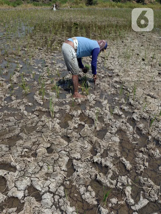 Kendati demikian, air dari Kali Cikarang Bekasi Laut (CBL) masih belum mampu mengalir ke persawahan. (merdeka.com/Imam Buhori)