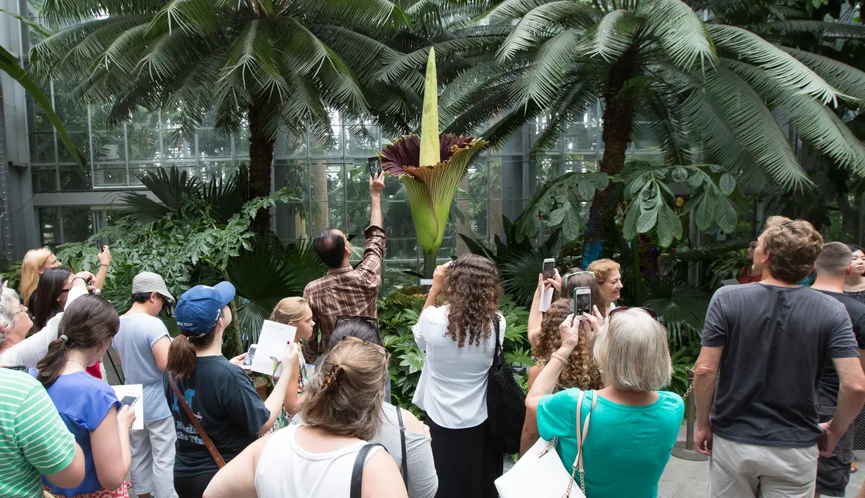Antusias pengunjung ketika melihat bunga bangkai raksasa Titan Arum di Botanic Garden, Washington, Amerika Serikat, Senin (2/8). Bunga bangkai raksasa dari Sumatera, Indonesia ini tak lama lagi akan mekar sempurna. (Chris KLEPONIS/AFP)
