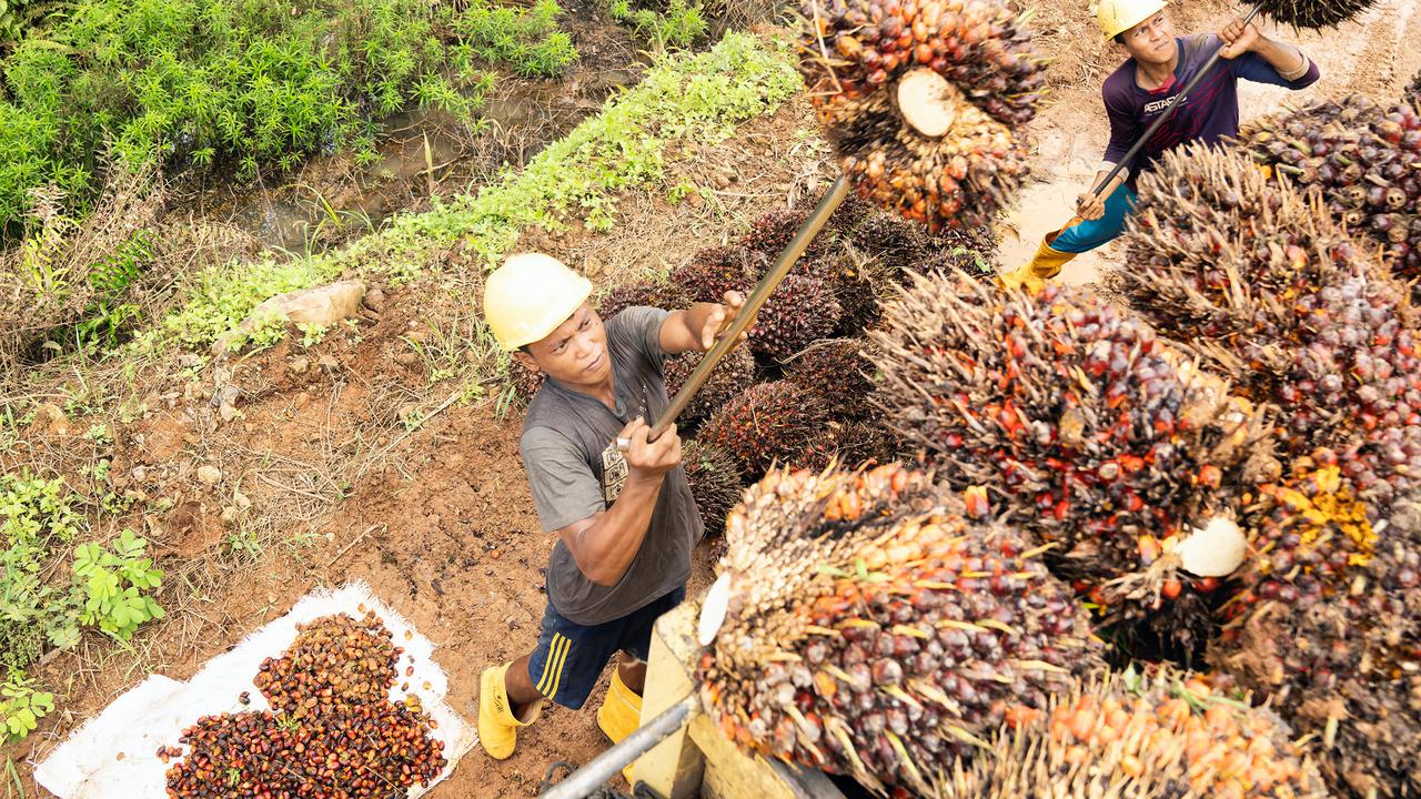 PTPN IV PalmCo Gelontorkan Rp7,4 Miliar Sepanjang 2024, untuk Apa Saja?