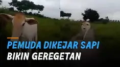 Momen kocak dialami oleh dua orang pemuda saat ngeledek sapi di lapangan.