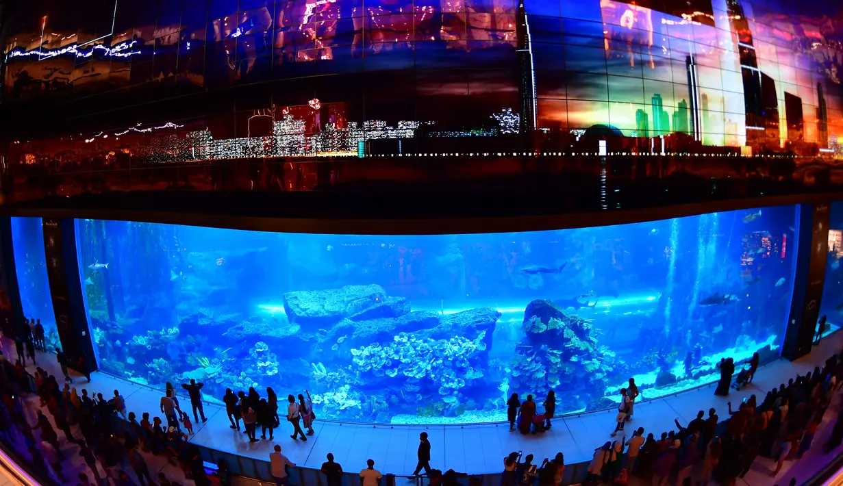 Wisatawan mengunjungi akuarium Dubai Mall di pusat kota Dubai, Uni Emirat Arab pada Rabu (2/1). Dubai Mall aquarium ini merupakan akuarium dalam mal yang disebut sebagai yang terbesar di dunia. (GIUSEPPE CACACE / AFP)