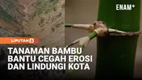 Tanaman Bambu Dimanfaatkan Sebagai "Tembok Hijau" untuk Cegah Erosi