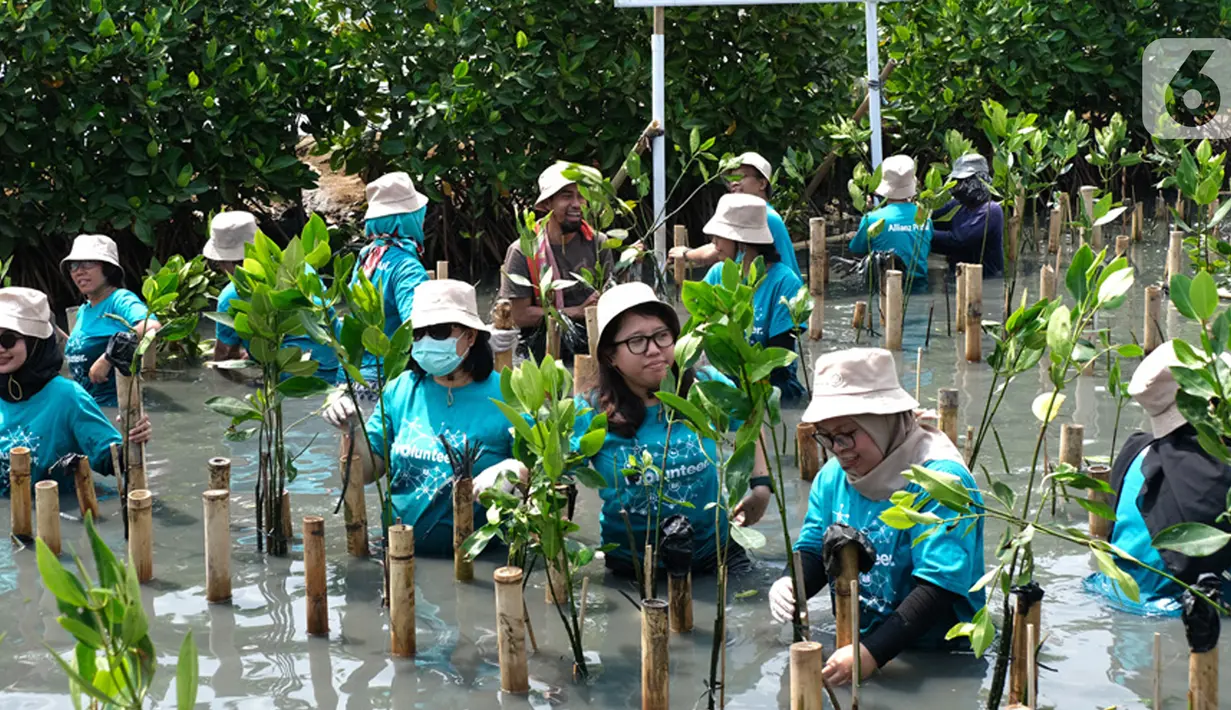 Karyawan melakukan gerakan tanam mangrove dalam rangka World Clean Up day di Jakarta. Memperingati Hari Bumi mengusung tema Restore Our Earth berfokus pada proses alam, perkembangan teknologi ramah lingkungan dan pemikiran inovatif yang dapat memulihkan ekosistem dunia. (Liputan6.com/Pool/Allianz)
