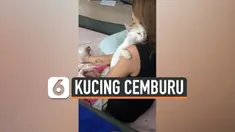 kucing cemburu
