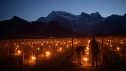 Petani menyalakan api dengan wadah tong di kebun anggur di Flaesch, Swiss (22/3). Ratusan lilin anti-embun per hektar dinyalakan untuk melindungi buah dari dingin. (Gian Ehrenzeller / Keystone via AP)