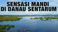 Pernah dengar Danau Sentarum di Kalimantan Barat? Danau ini adalah danau unik yang mengering di musim kemarau dan akan tergenang air pada musim penghujan.