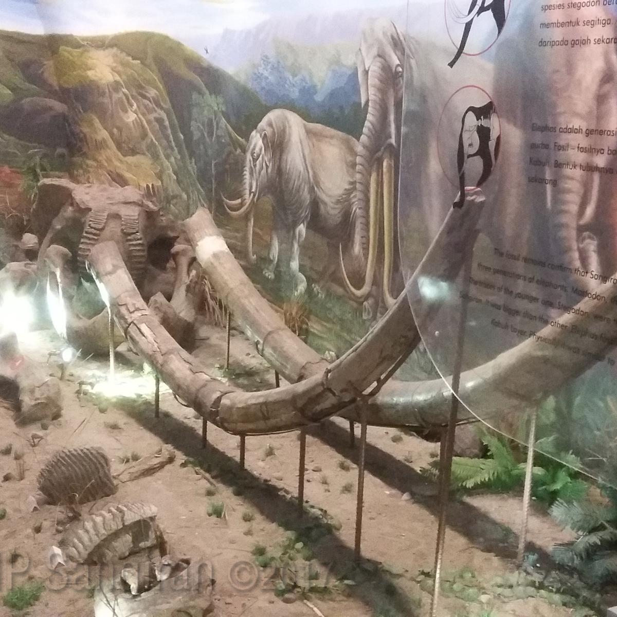 Fosil Gajah Purba Sangiran