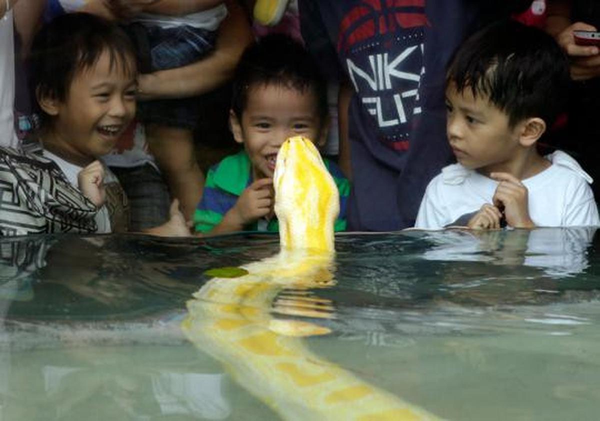 Sambut Imlek, orang ini tidur berselimutkan ular phyton