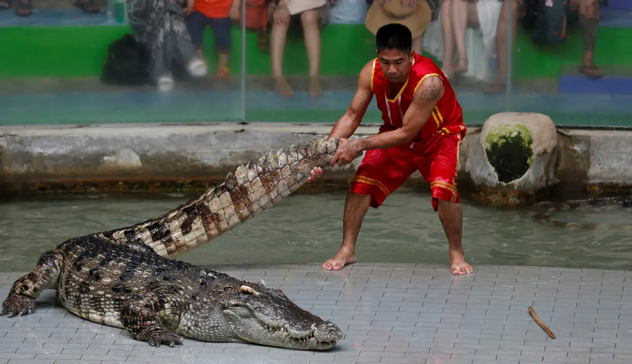 Petugas kebun binatang menarik seekor buaya di Sriracha Tiger Zoo, Provinsi Chonburi , Thailand , 7 Juni 2016. Buaya yang dikenal dengan binatang buas ini dengan mudahnya bermain dengan petugas kebun binatang tersebut. (REUTERS / Chaiwat Subprasom)
