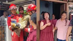 Detik-Detik Buaya Coki Dievakuasi, Pemilik Histeris hingga Pingsan