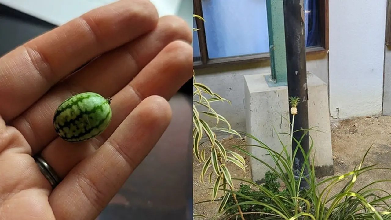 10 Potret Kocak Orang Gagal Berkebun, Hasil Panennya Mengecewakan