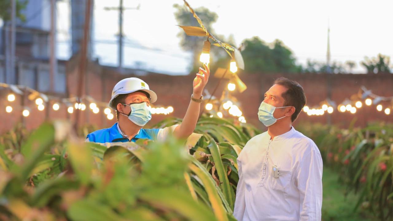 Berkat Electrifying Agriculture PLN, Omzet Petani Buah Naga Naik Hingga 3 Kali Lipat