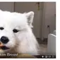 Anjing ASMR (Sumber: Youtube Mayapolarbear)