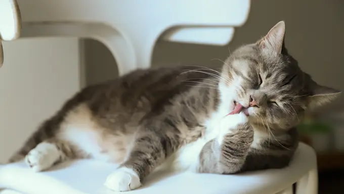 Ilustrasi penyebab kutu kucing
