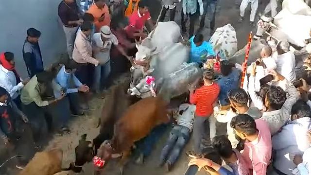 Jalani Ritual Unik Sebelum Diwali, Warga Desa Ini Rela Diinjak Sapi